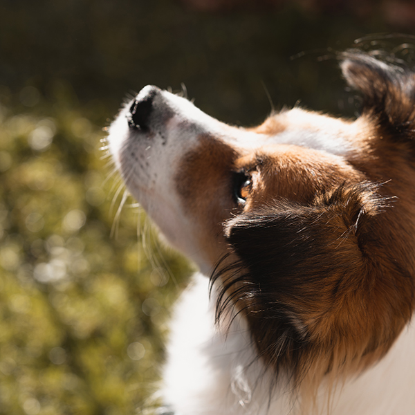 Herdenschutzmix Lucy sieht nach oben.