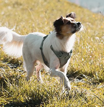 Hund Lucy läuft auf der Wiese.